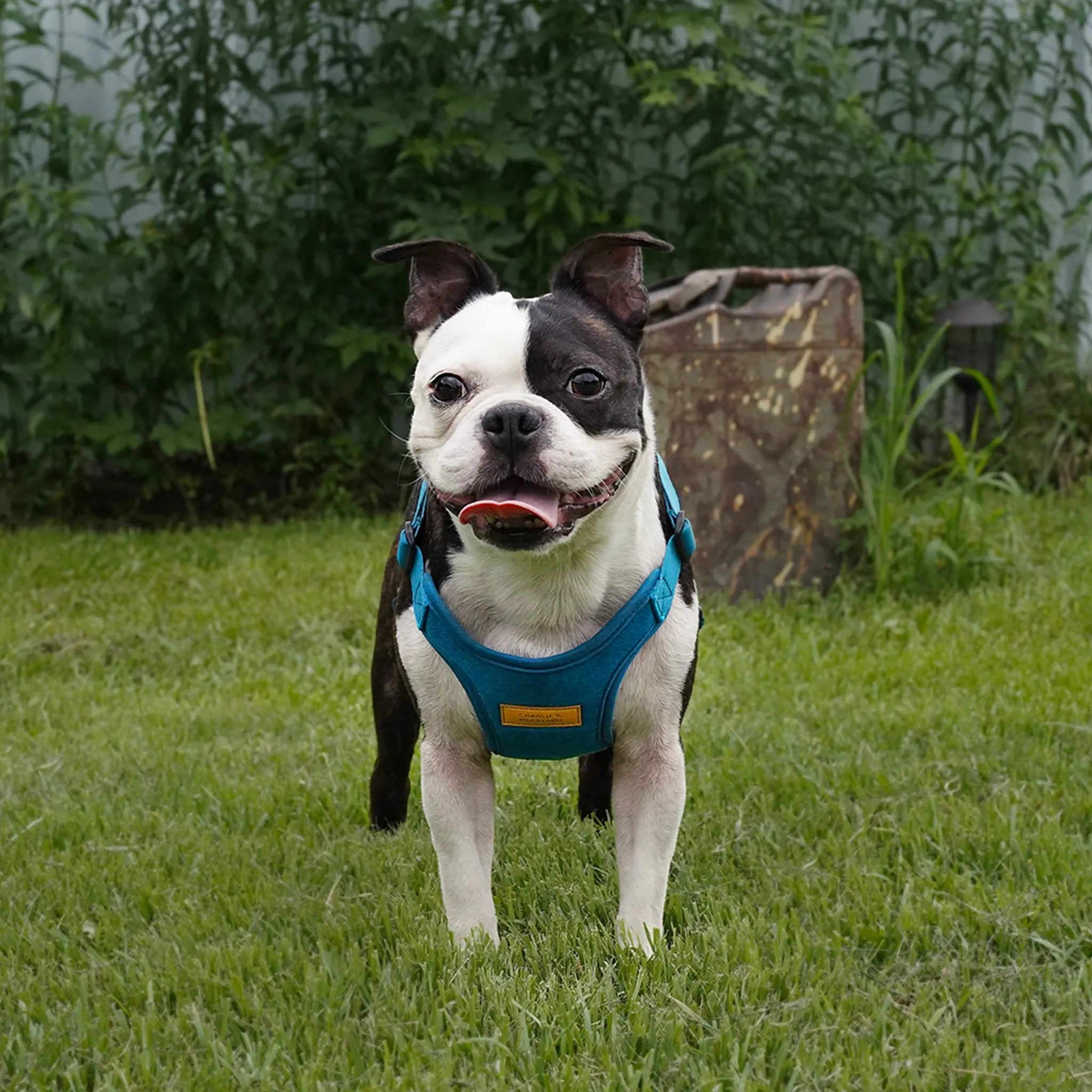 Charlie's Backyard Comfort Dog Harness - Blue