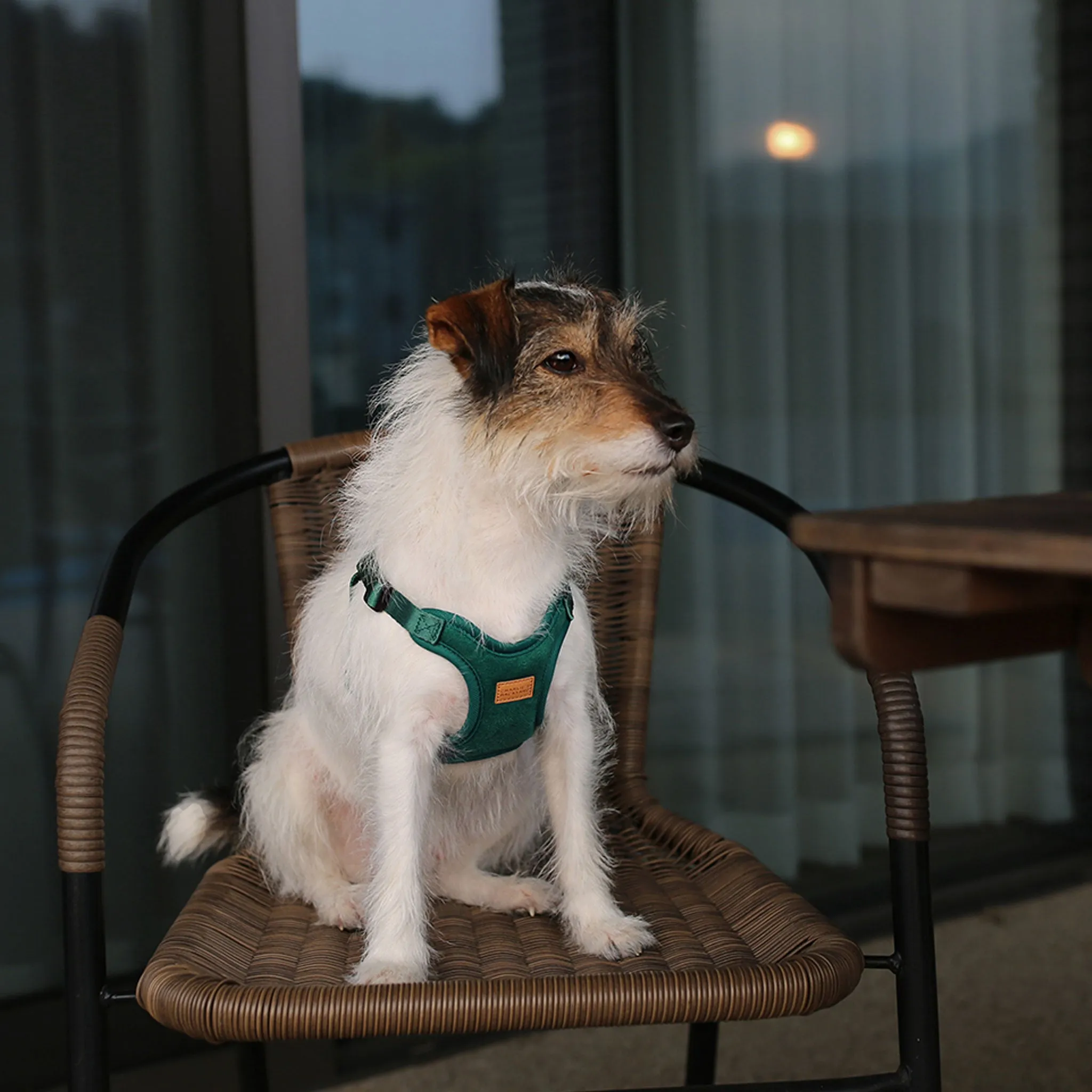 Charlie's Backyard Comfort Dog Harness - Green