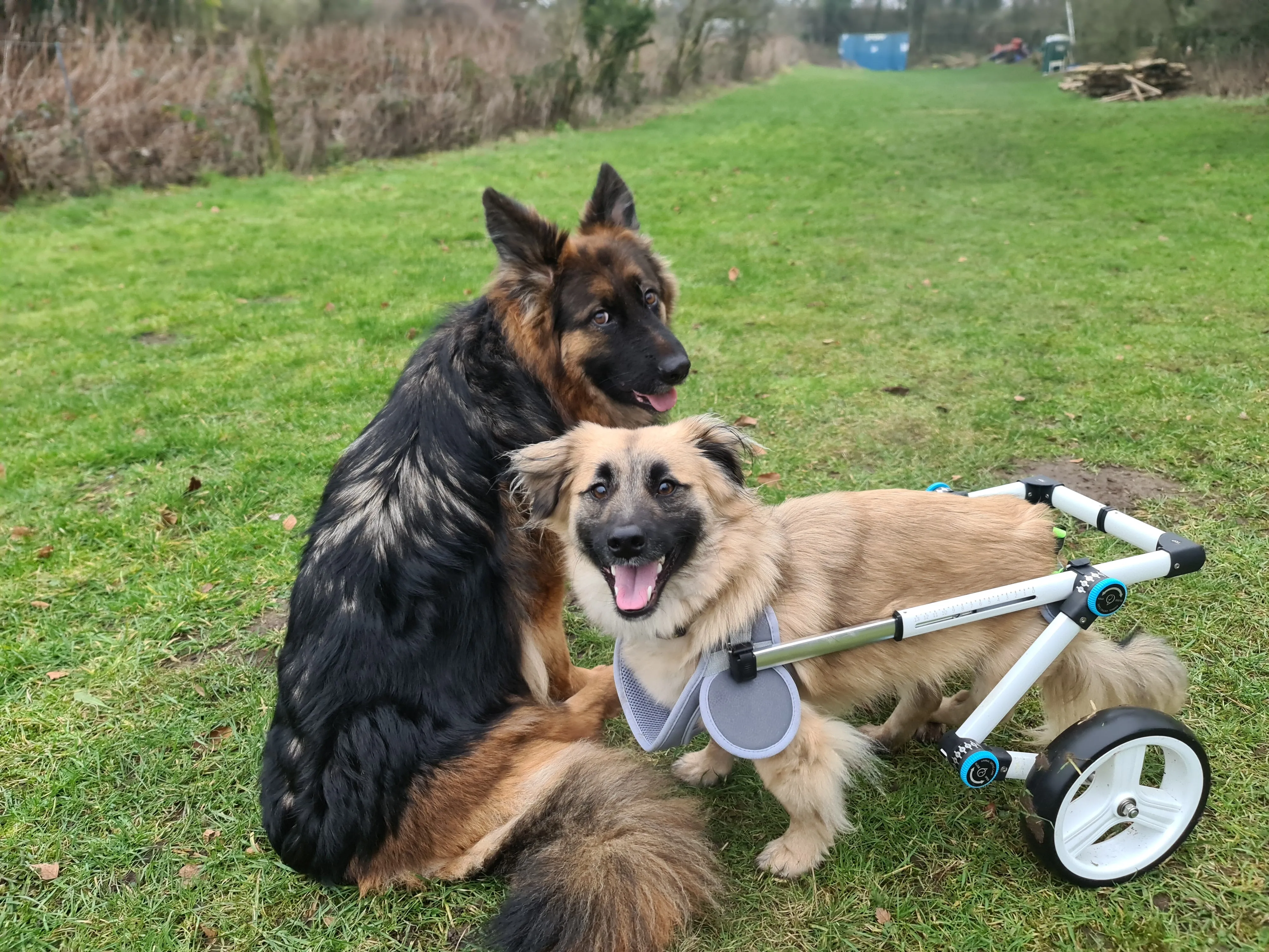 Haute Wheels Dog Wheelchair