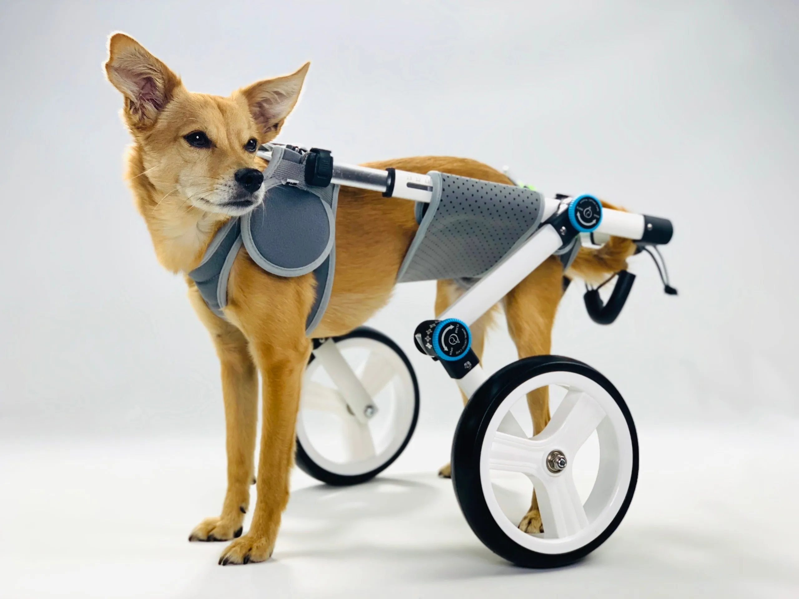 Haute Wheels Dog Wheelchair