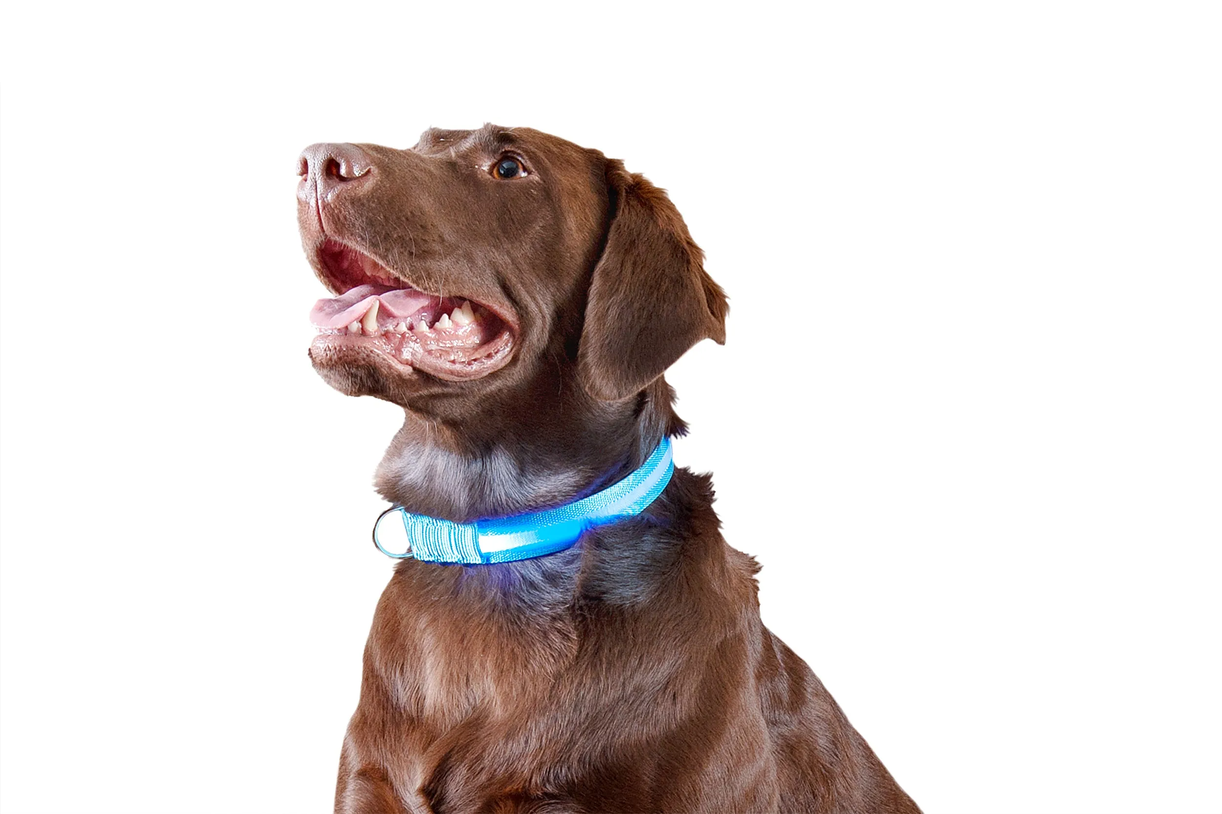 LED Safety Light-Up Dog Collar