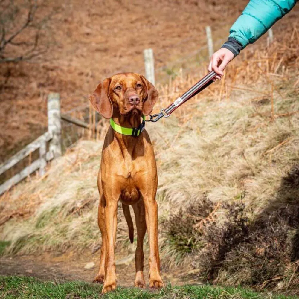 Long Paws Comfort Short Safety Belt / Close Control Lead